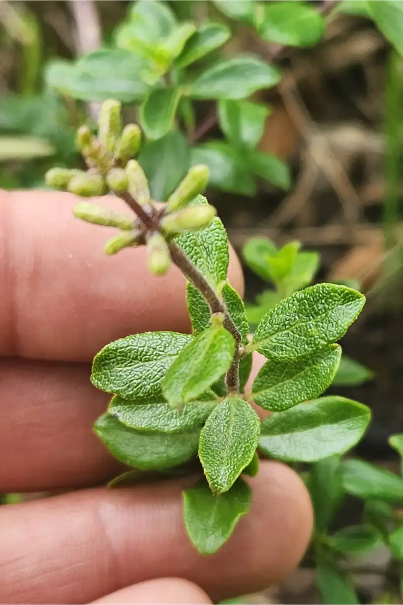 Planta de la Vida Moronel Herbolaria